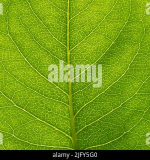 Vista macro della foglia verde con vene Foto Stock