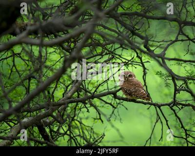 owlet avvistato appollaiato su un ramo di albero di acacia durante i mesi monsoni alla riserva del leopardo di Jhalana, Jaipur Foto Stock