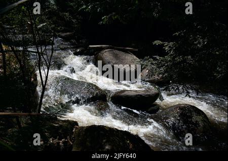 Il fiume Toorongo è un fiume selvaggio di montagna, che attraversa le foreste e le cascate, vicino a Noojee a Gippsland, Victoria, Australia. Foto Stock
