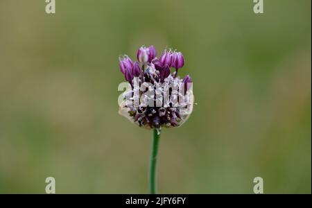 Close up di fioritura delle piante Foto Stock