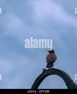 Myna uccello seduto su architettura circolare nera con cielo blu sullo sfondo. Fuoco selettivo su uccello. Foto Stock