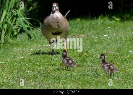 Due giovani Gooses egiziani che camminano verso la madre ad Amsterdam Paesi Bassi 22-6-2022 Foto Stock