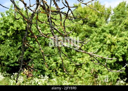 Ecologia. Un vecchio ramo di albero appassito coperto di lichen e verde Foto Stock