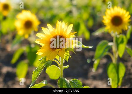 Bellissimo campo di girasoli al tramonto di sera Foto Stock