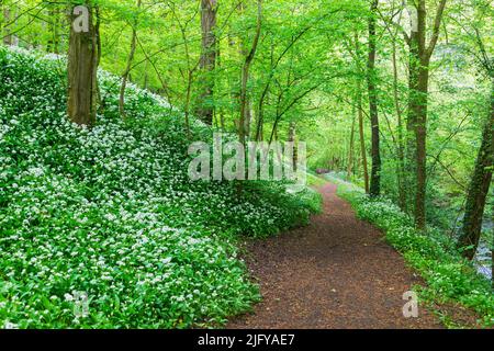 Woodland walt dietro Skipton Castle, North Yorkshire Foto Stock