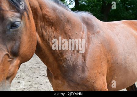 Orticaria o ruote allergiche su un collo di cavalli Foto Stock