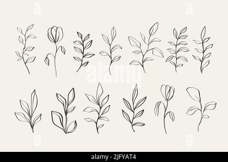 Set di elementi floreali, disegni botanici Illustrazione Vettoriale