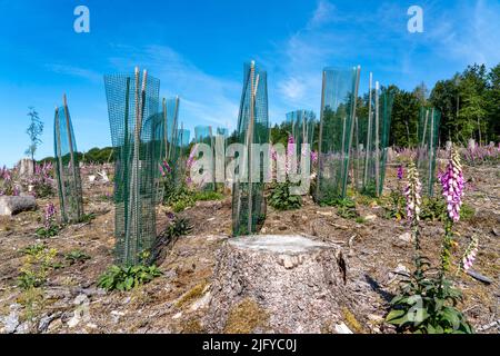 Rimboschimento nella foresta di Arnsberg vicino a Freienohl, distretto di Soest, querce giovani, con protezione della navigazione, per proteggere dalla fauna selvatica, sul Foto Stock