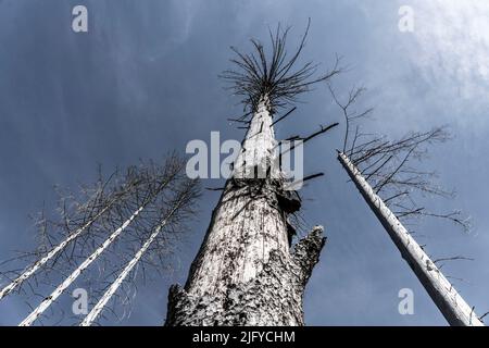 Gli abeti morti nella foresta di Arnsberg, nei pressi di Hirschberg, distretto di Soest, morti a causa dell'infestazione pesante degli scarabei da corteccia, NRW, Germania, Foto Stock
