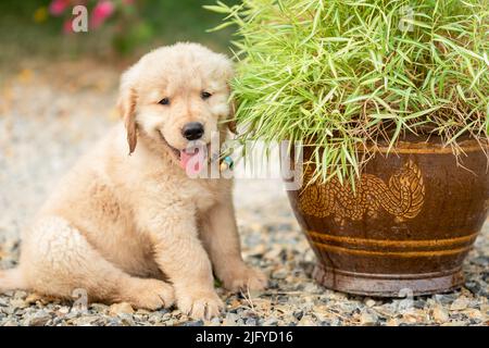 Piccolo cucciolo carino (Golden Retriever) mangiare piccole piante di bambù o Thyrsostachys siamensis Gamble in giardino pentola Foto Stock