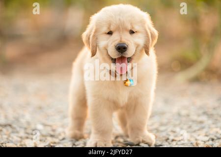 Piccolo cucciolo carino (Golden Retriever) in piedi nel giardino all'aperto su sfondo sfocato Foto Stock
