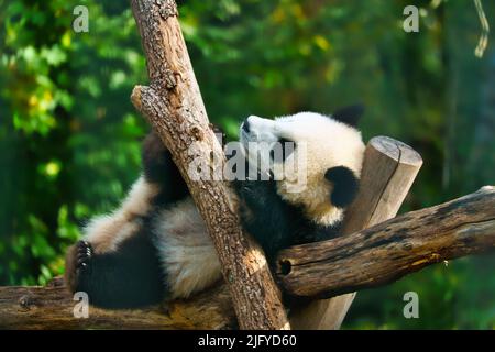 Panda gigante sdraiato su tronchi d'albero in alto. Mammiferi in pericolo dalla Cina. Natura foto di animale Foto Stock