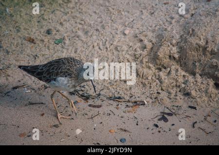 sandpiper isolato sulla spiaggia del Mar Baltico vicino Zingst. I pappataci (Calidris) sono un genere della famiglia degli uccelli da cecchino. Foto Stock