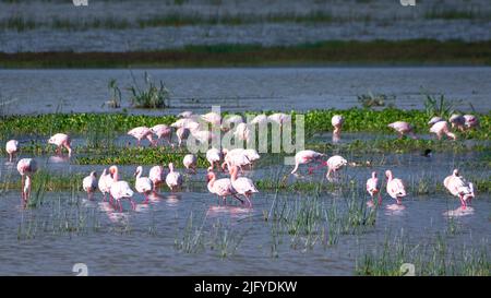 Gruppo di fenicotteri al lago Magadi nella zona di conservazione del cratere di Ngorongoro. Concetto di Safari. Tanzania. Africa Foto Stock