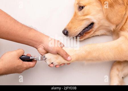 Taglio unghie del cane. Uomo che usa il tagliachiodi per animale per tagliare il chiodo del cane. Vista dall'alto Foto Stock