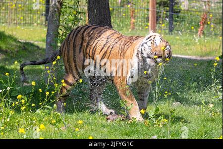 La tigre amour si è immersa nell'erba, raffreddando o giocando - pericoloso gatto selvatico Foto Stock