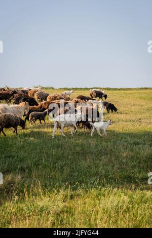 mandria di ovini e caprini che pascola in prato verde sotto il cielo limpido Foto Stock