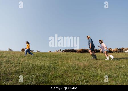 vista laterale di famiglia bestiame allevato mentre si corre in pascolo sotto il cielo blu estate Foto Stock