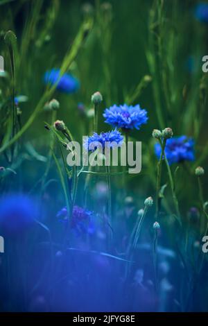 campo di cornflower blu profondo. Foto di alta qualità Foto Stock