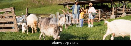 agricoltori in cappelli di paglia vicino corral e capre pascolo in pascolo, banner Foto Stock