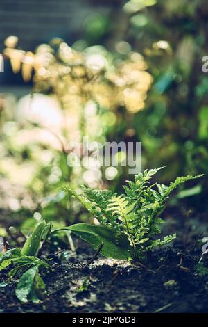 Piccola Fern in primavera luce solare. Foto di alta qualità Foto Stock