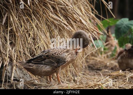 Anatra bengalese di diversi colori. Foto Stock