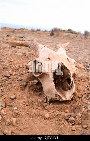 Cranio di capra secco sul deserto di roccia Isole Canarie Spagna Foto Stock