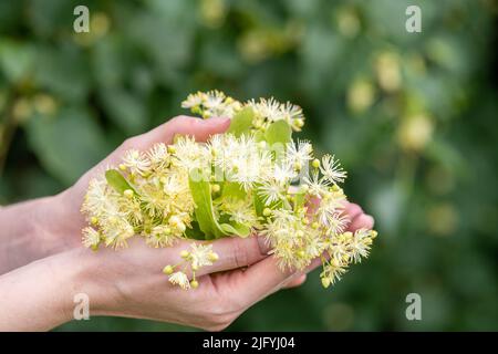 Primo piano della fioritura del tiglio nelle mani femminili all'aperto Foto Stock