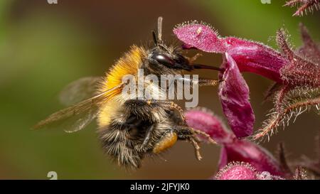 Un macroscopio di Bombus pascuorum, l'ape di carda comune sul fiore. Foto Stock