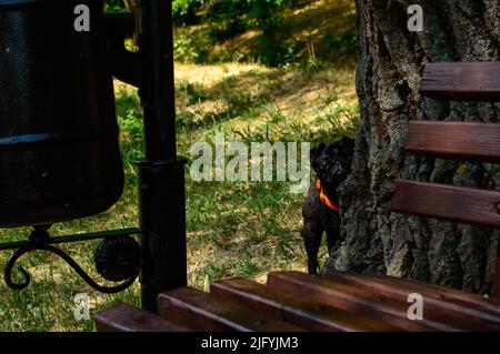 Giovane pug nero che sbucciava da dietro un albero in un parco. Fuoco su un cane. Panca e urna in primo piano. Immagine di sfondo. Foto Stock