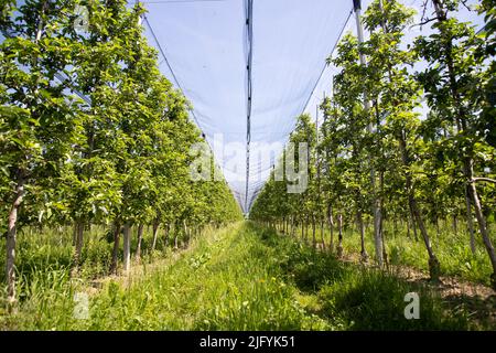 Moderno frutteto di mele con reti protettive contro la grandine in primavera Foto Stock