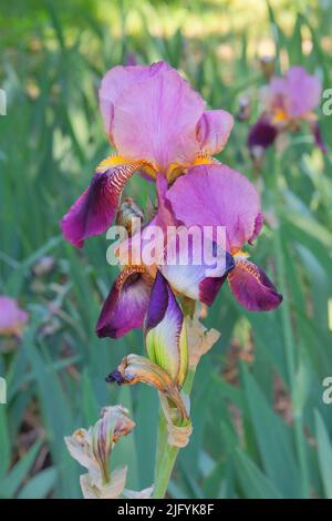 Iris sta crescendo nel parco. Pianta viola o lilla, coltivata per i suoi fiori esilaranti. Foto Stock