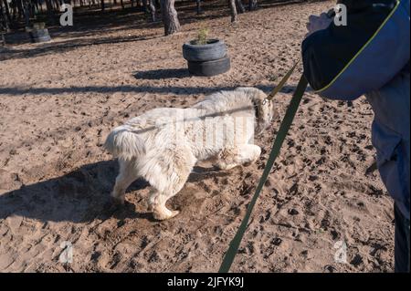 Un cane pastore caucasico corre intorno ad un uomo al guinzaglio. Il proprietario si alza sulla sabbia tenendo il suo animale domestico su un guinzaglio di teloni. Messa a fuoco selettiva. Foto Stock