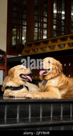 scatto verticale di due bellissimi cani pelosi e dorati che si stendono all'esterno e si rilassano con la lingua fuori Foto Stock