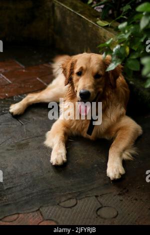 un bel cane d'oro peloso che si stende e si rilassa la sera nella stagione delle piogge Foto Stock