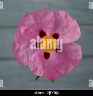 Fiore rosa della famiglia Cistus Cistaceae o fiore Rock Rose isolato su sfondo grigio Foto Stock