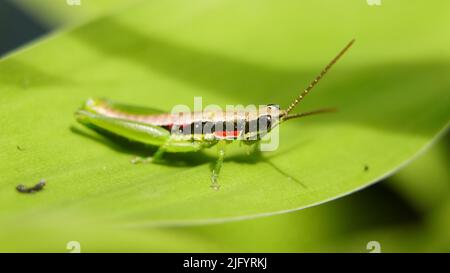 primo piano di una breve grassopper gaudia con un'antenna lunga, in piedi su una foglia verde isolata in uno sfondo nero scuro Foto Stock