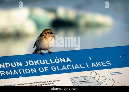 Primo piano di un manto nevoso (Pletrofenax nivalis) seduto su un cartello informativo presso la laguna del ghiacciaio Jökulsárlón, Islanda, Parco Nazionale Vatnajökull Foto Stock