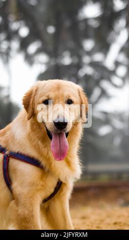 un primo piano di un bellissimo cane da recupero dorato che indossa un'imbracatura per cani che ansima con la sua lingua fuori in estate Foto Stock