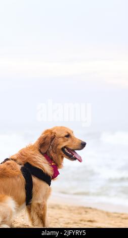 un bel cane da recupero dorato peloso che indossa un'imbracatura per cani che si agghiaccia alla spiaggia con la lingua fuori in una serata estiva Foto Stock