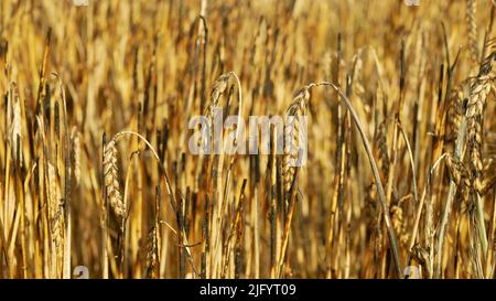 Campi fuoco fiamma orzo calore orecchi Hordeum vulgare dopo aver blaze selvaggio siccità secca terra nera terra catastrofica peccato danno vegetazione cereali stand Foto Stock