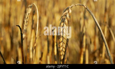 Campi fuoco fiamma orzo calore orecchi Hordeum vulgare dopo aver blaze selvaggio siccità secca terra nera terra catastrofica peccato danno vegetazione cereali stand Foto Stock