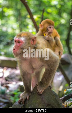Madre di scimmia femminile con il suo piccolo bambino carino seduto su una roccia in una foresta pluviale tropicale in Ten Mile Gallery Monkey Forest, Zhangjiajie National Foto Stock