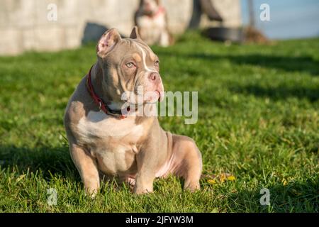 Un cane cucciolo americano Bully maschile tasca seduto sull'erba Foto Stock