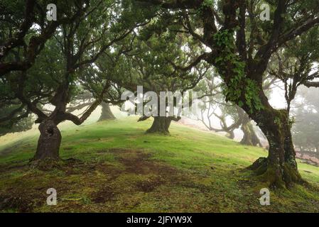 La magica foresta delle fate di Fanal, Madeira in una giornata di nebbia, un paesaggio tranquillo con splendidi alberi di alloro antico, la Riserva Naturale Laurissilva Foto Stock