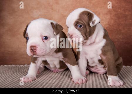 Due divertenti cuccioli di Bullies americani su sfondo marrone Foto Stock