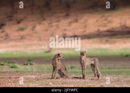 Ghepardo (Acinonyx jubatus), Kgalagadi Transfrontier Park, Capo Settentrionale, Sudafrica, Africa Foto Stock