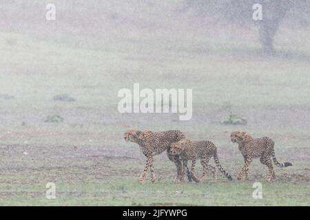 Madre di Cheetah (Acinonyx jubatus) con i cubs in tempesta di pioggia, Kgalagadi Transfrontier Park, Capo del Nord, Sudafrica, Africa Foto Stock