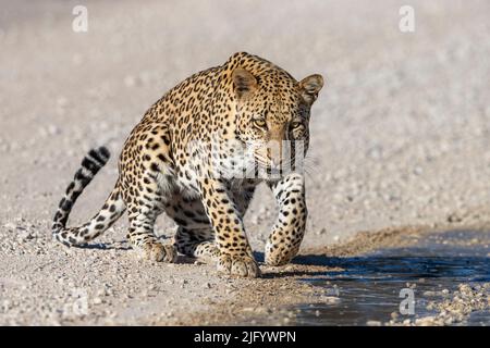 Leopardo maschio (Panthera pardus) al pozzanghere dopo la pioggia, Kgalagadi Transfrontier Park, Capo Nord, Sudafrica, Africa Foto Stock