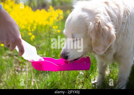 Assetato cane bere acqua da bottiglia di plastica nelle mani del proprietario, primo piano foto Foto Stock